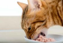 Miralax cats dosage