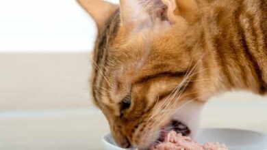 Miralax cats dosage