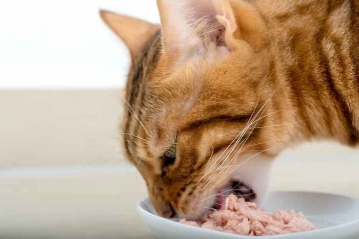 Miralax cats dosage