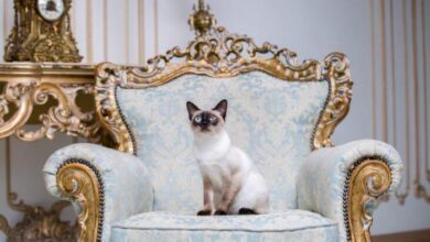 Cat breeds expensive
