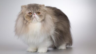 Rare House Cat Breeds 18 Rarest Cat Breeds – PureWow