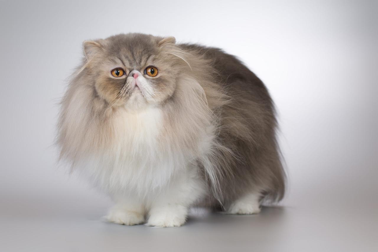 Rare House Cat Breeds 18 Rarest Cat Breeds – PureWow