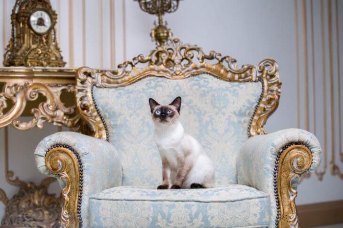 Cat breeds expensive