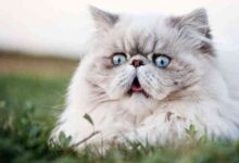 Ten Most Expensive Cat Breeds In The World - Infoupdate.org