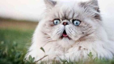 Ten Most Expensive Cat Breeds In The World - Infoupdate.org