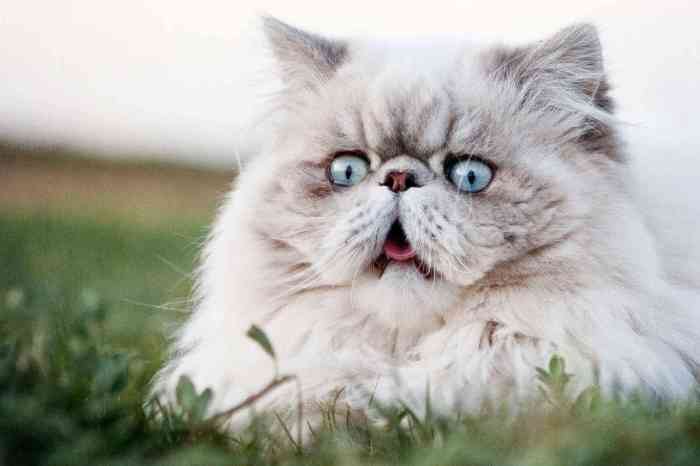 Ten Most Expensive Cat Breeds In The World - Infoupdate.org
