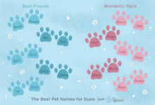 250+ Twin Cat Names for Sibling Duo Cats | PetPress