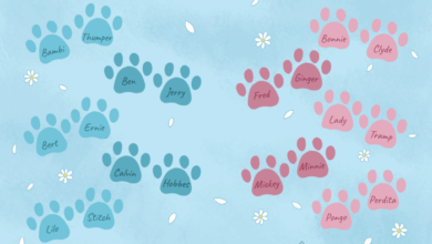 250+ Twin Cat Names for Sibling Duo Cats | PetPress