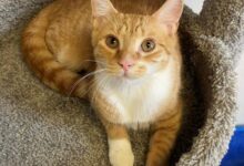 Orange Tabby Cat: Fascinating Facts About Orange Cats, 55% OFF