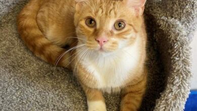Orange Tabby Cat: Fascinating Facts About Orange Cats, 55% OFF