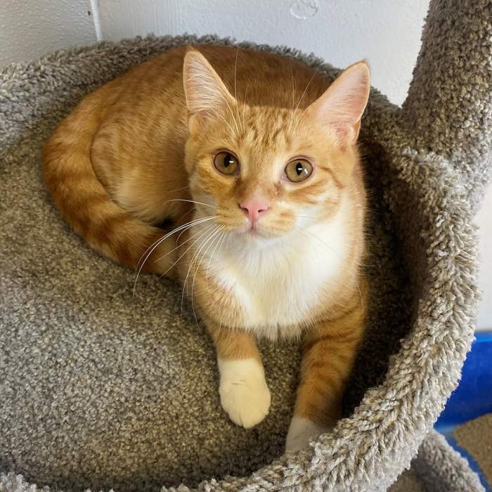 Orange Tabby Cat: Fascinating Facts About Orange Cats, 55% OFF
