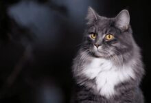 Funky Felines: Here Are the Weirdest-Looking Cat Breeds
