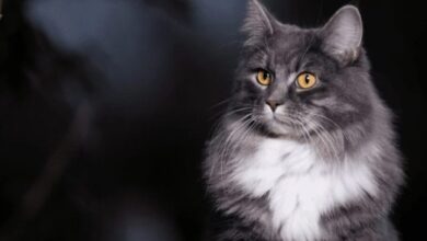 Funky Felines: Here Are the Weirdest-Looking Cat Breeds
