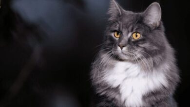 A Cat looking very angry