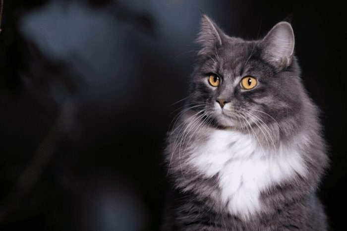 A Cat looking very angry