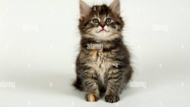 Norwegian Forest Cat Kitten Black at Madison Calder blog