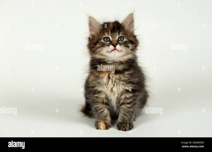 Norwegian Forest Cat Kitten Black at Madison Calder blog