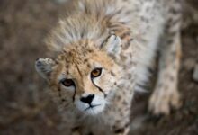 Cat That Looks Like A Cheetah
