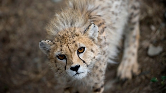 Cat That Looks Like A Cheetah