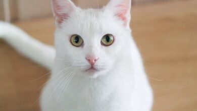 ARE WHITE CATS DEAF?