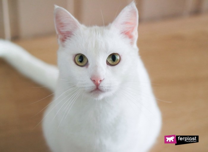 ARE WHITE CATS DEAF?