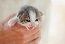 32 facts about kittens