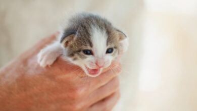 32 facts about kittens