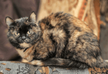 Tortoiseshell Cat vs Calico Cat: Coat Patterns Explained | Hepper Pet ...