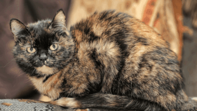 Tortoiseshell Cat vs Calico Cat: Coat Patterns Explained | Hepper Pet ...