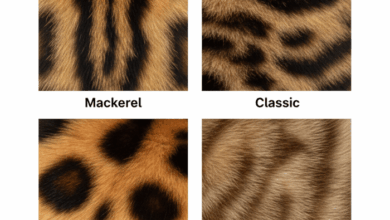 The four main patterns - Tabby Cat Society