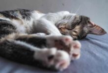 Pedialyte For Dogs: Is it Safe to Give Them?