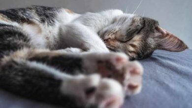 Pedialyte For Dogs: Is it Safe to Give Them?