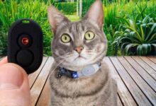 Best Cat Tracker: Purr-fectly Tailored GPS Solutions