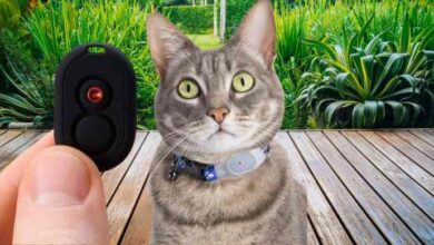 Best Cat Tracker: Purr-fectly Tailored GPS Solutions