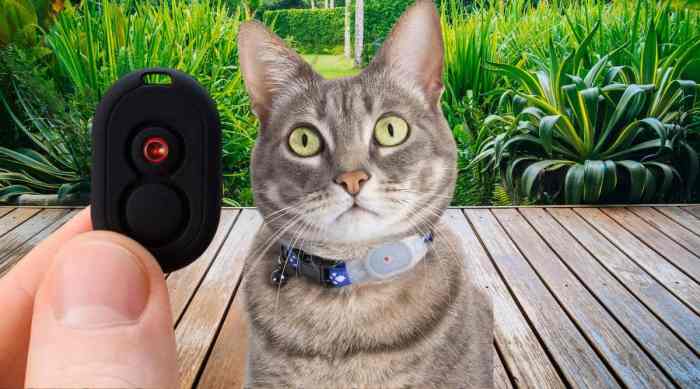 Best Cat Tracker: Purr-fectly Tailored GPS Solutions