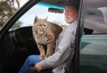 Pet Bobcat: Essential Guide to Owning and Caring for a Pet Bobcat