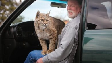 Pet Bobcat: Essential Guide to Owning and Caring for a Pet Bobcat