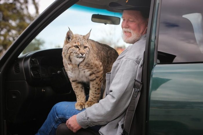 Pet Bobcat: Essential Guide to Owning and Caring for a Pet Bobcat