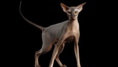 Weird cat breeds