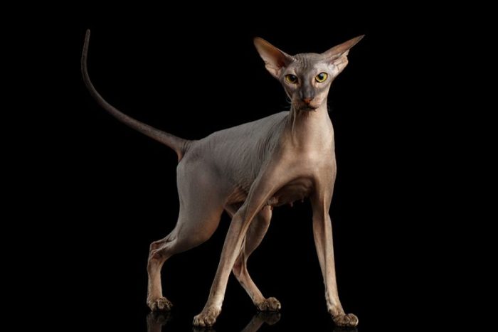 Top 10 Weird Wild Cats at Qiana Flowers blog