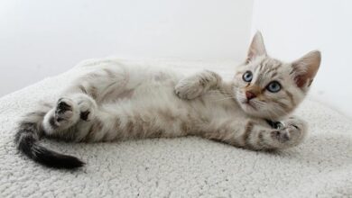200 Striped Cat Names Ideas For Your New Kitten - Cats.com