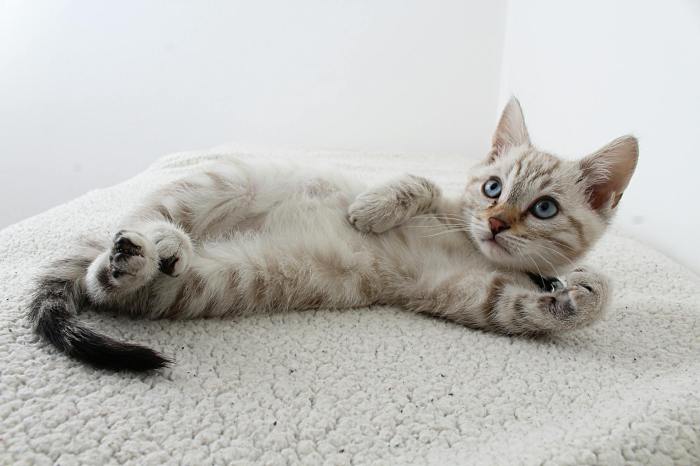 200 Striped Cat Names Ideas For Your New Kitten - Cats.com