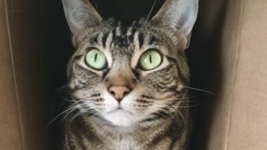 11 Signs Your New Cat or Kitten is Adjusting - VerveCat