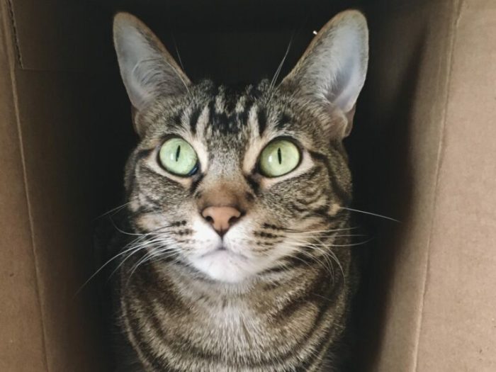 11 Signs Your New Cat or Kitten is Adjusting - VerveCat