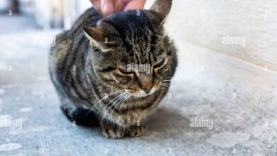 10 Fascinating Facts About Mackerel Tabby Cats (Vet-Verified) - Catster