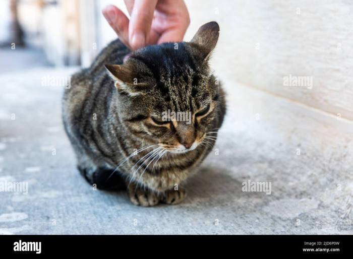 10 Fascinating Facts About Mackerel Tabby Cats (Vet-Verified) - Catster