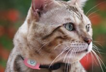 Smart GPS Cat Collar – Pet GPS Tracker - NO SIM INCLUDED