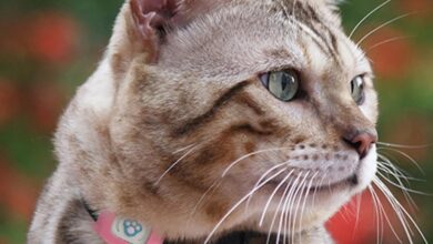 Smart GPS Cat Collar – Pet GPS Tracker - NO SIM INCLUDED