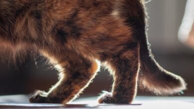 What Causes Lumps on the Rear Legs of Cats? 4 Common Causes (Vet Answer ...