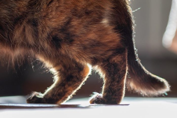What Causes Lumps on the Rear Legs of Cats? 4 Common Causes (Vet Answer ...